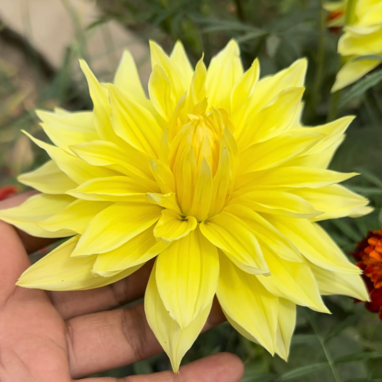Dahlia Yellow Color Flower Bulbs