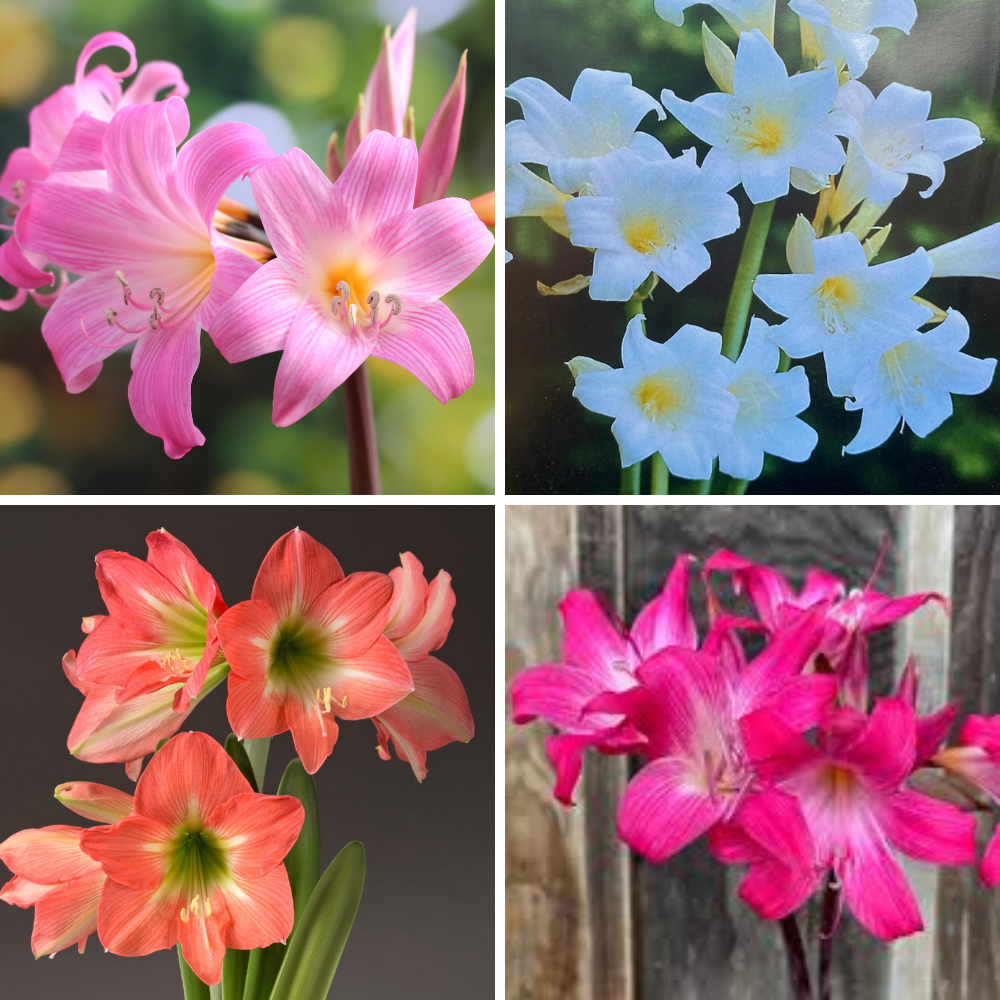 Amaryllis Belladonna Jersey Lily Any Color Flower Bulb