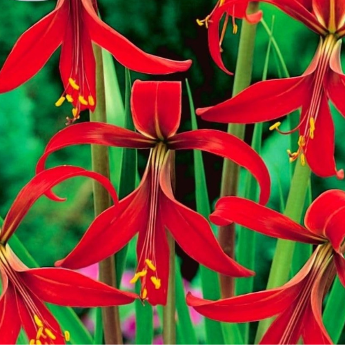 aztec lily flower Aztec Lily Jacobean Lily Sprekelia Flower Bulb – Plantohobby