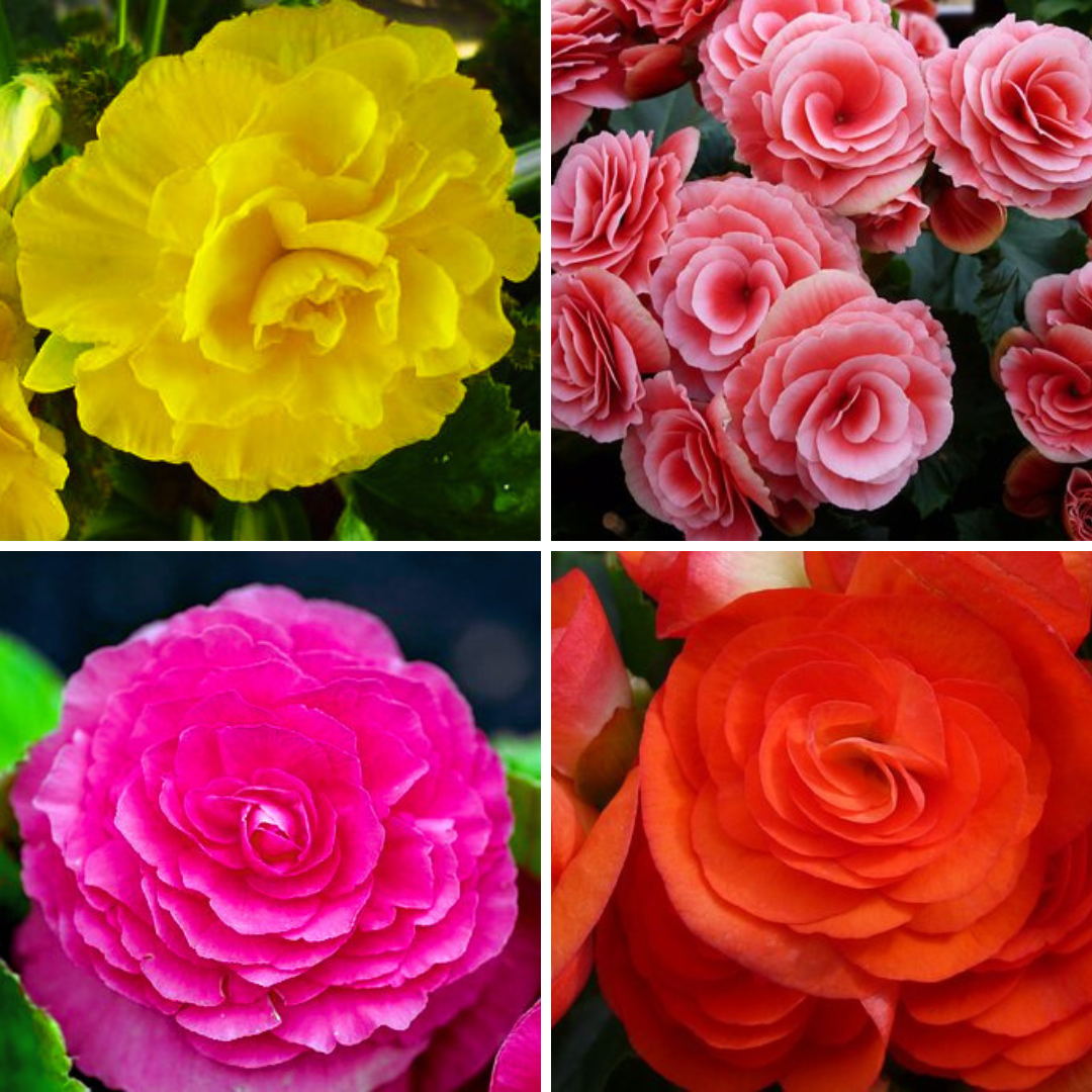 Begonia Tuberous Any Color Flower Bulb