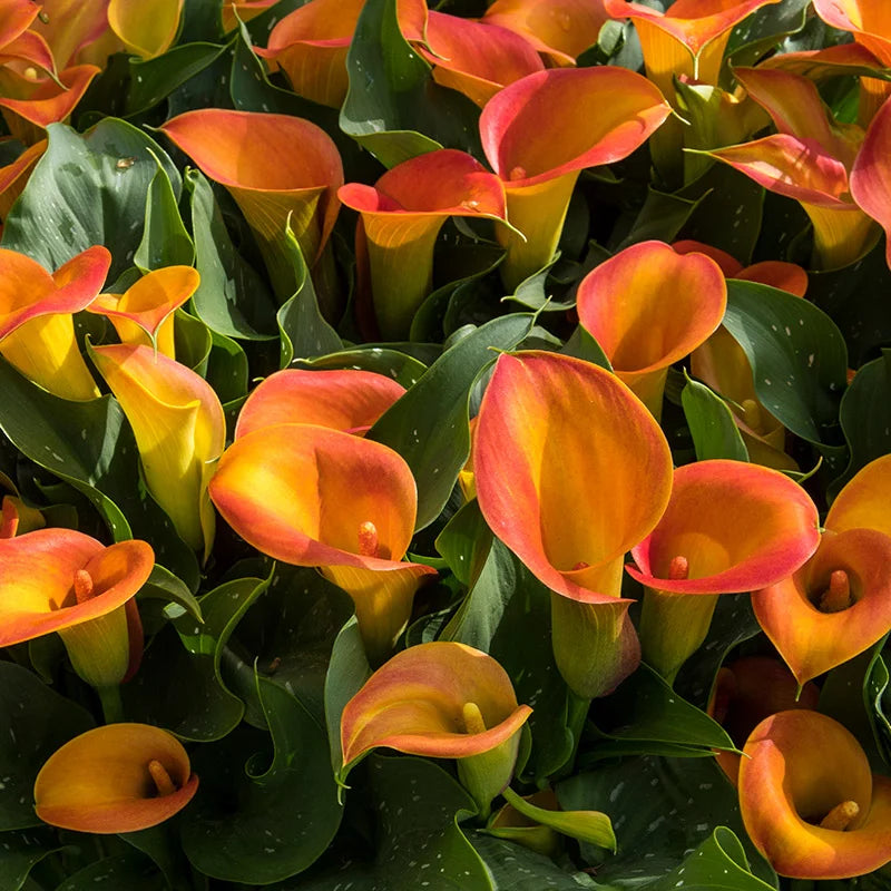 calla lily bulbs inside flower Buy Calla Lily Orange Flower Bulb – Vibrant Orange Blooms for Indian Gardens – Plantohobby