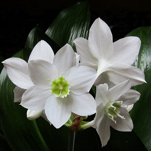 lily white opening hours Eucharis Lily Amazon Lily Flower Bulb – Plantohobby