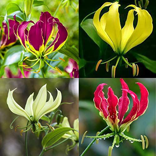 the flame lily flower Gloriosa Lily Flame Lily Any Color Flower Bulb – Plantohobby