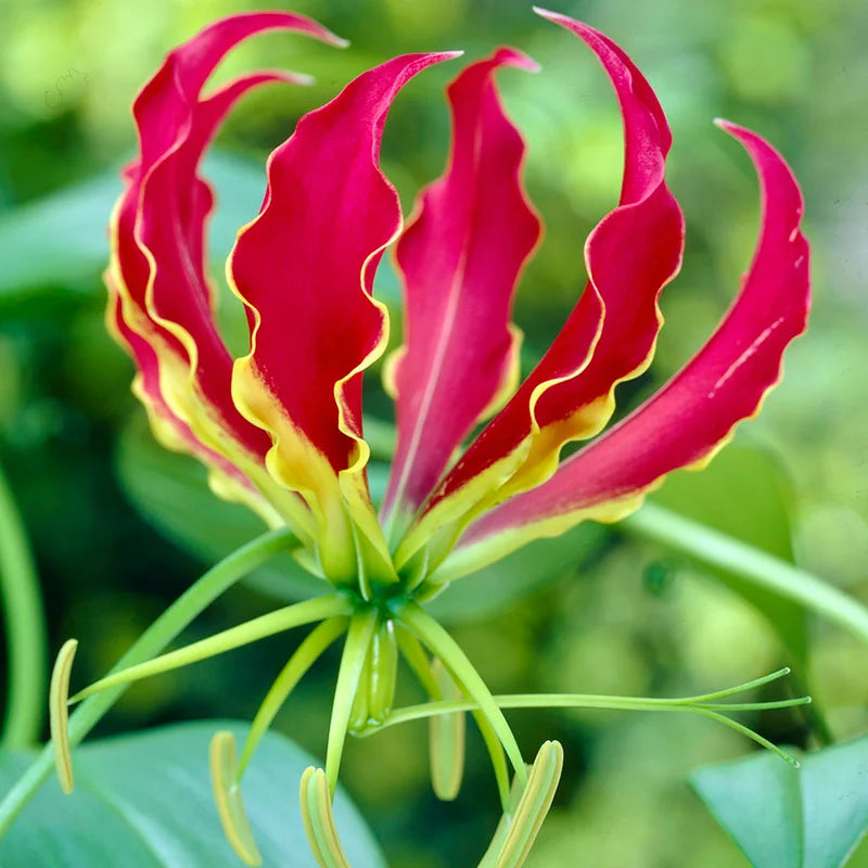 the flame lily flower Gloriosa lily Flame Lily Red Color Flower Bulb – Plantohobby