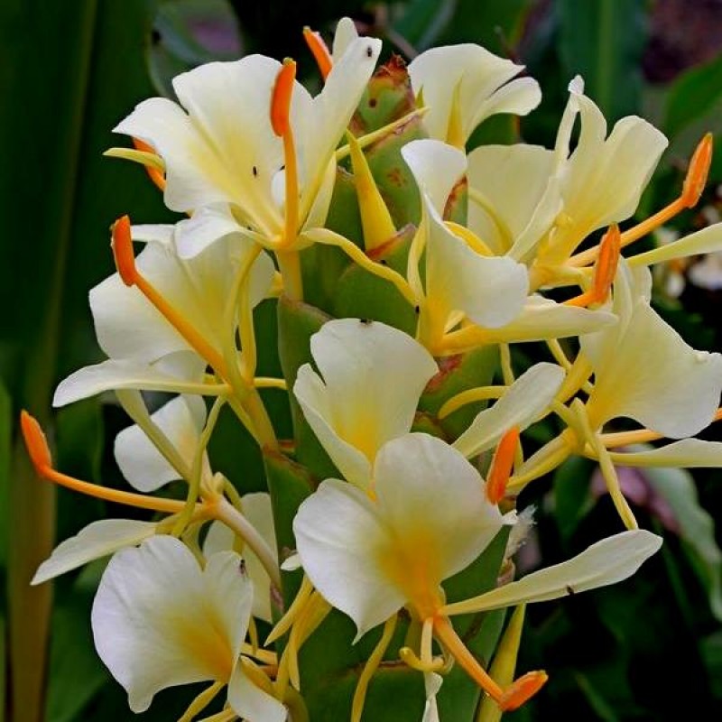 white butterfly ginger lily plant Hedychium Butterfly Ginger Lily White Color Flower Bulb – Plantohobby