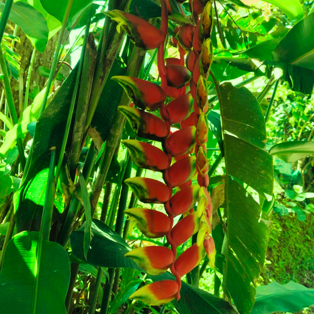 Heliconia Flower Bulbs