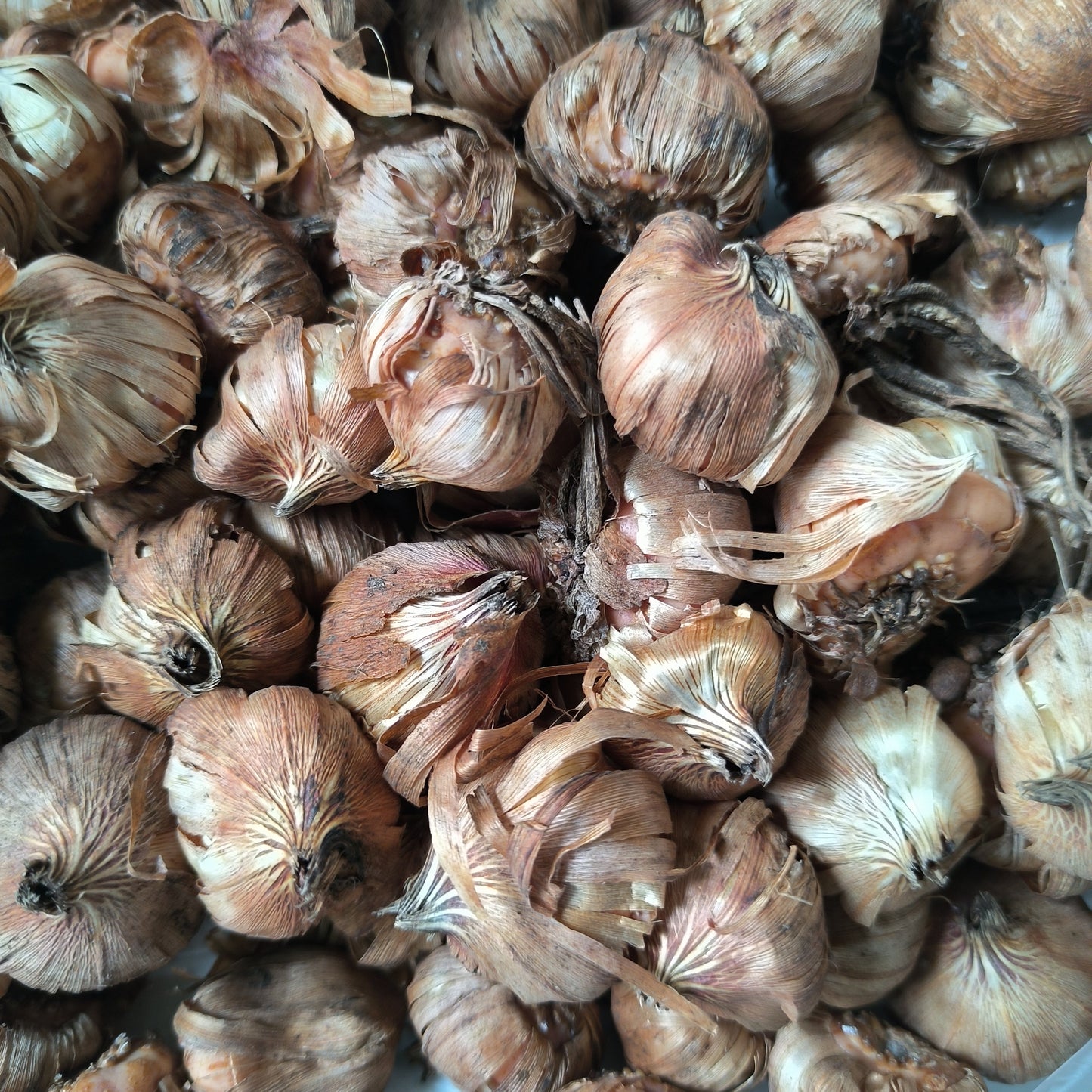 Gladiolus Pricilla Color Flower Bulb