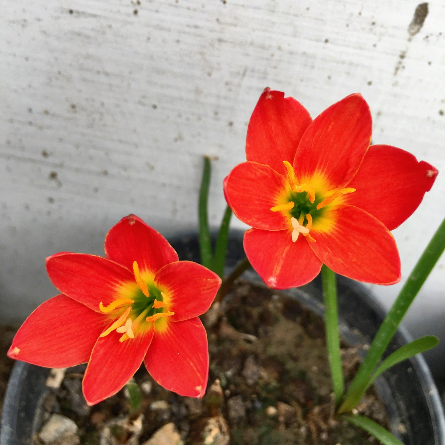 Pride of Singapore Zephyranthes Red Rain Lily Flower Bulb