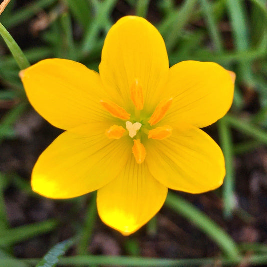 Yellow Rain Lily Zephyranthes Yellow Color Flower Bulbs