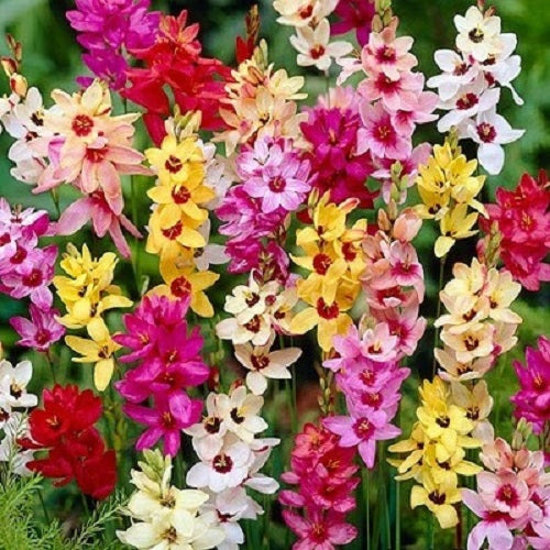 Ixia Any Colour Flower Bulbs