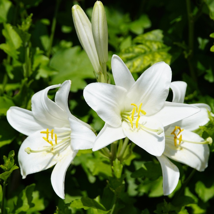 white asiatic lily bulbs Asiatic Lily Lilium Bulbs White Color