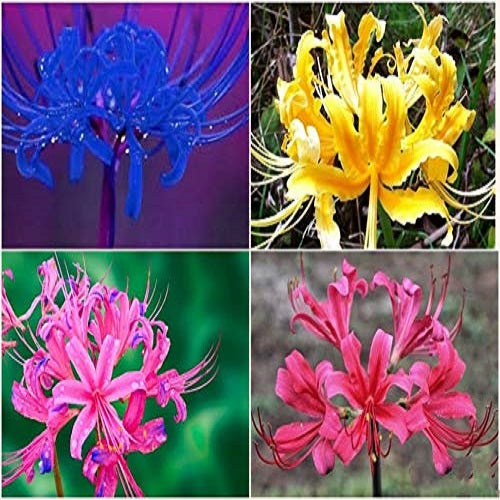 spider lily colours Lycoris Lily Any Color Flower Bulb