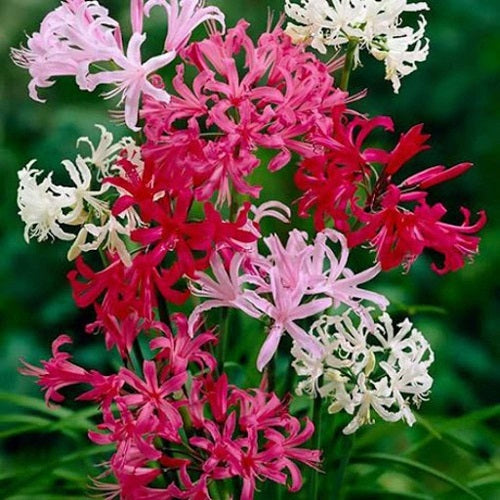 Nerine Lily Any Color Flower Bulb