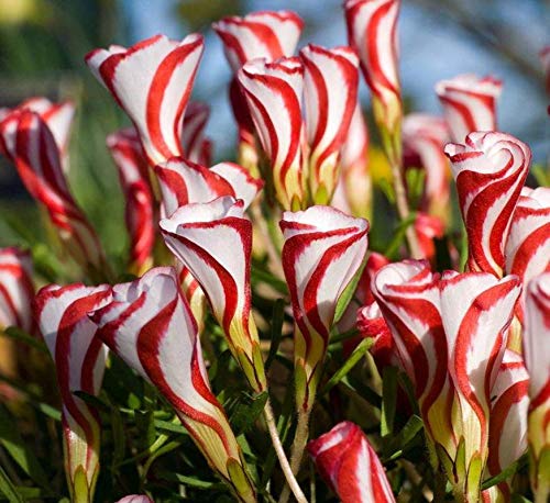 Oxalis Versicolor Flower Bulb