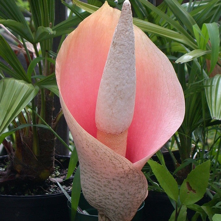 Amorphophallus Bulbifer Flower Bulb