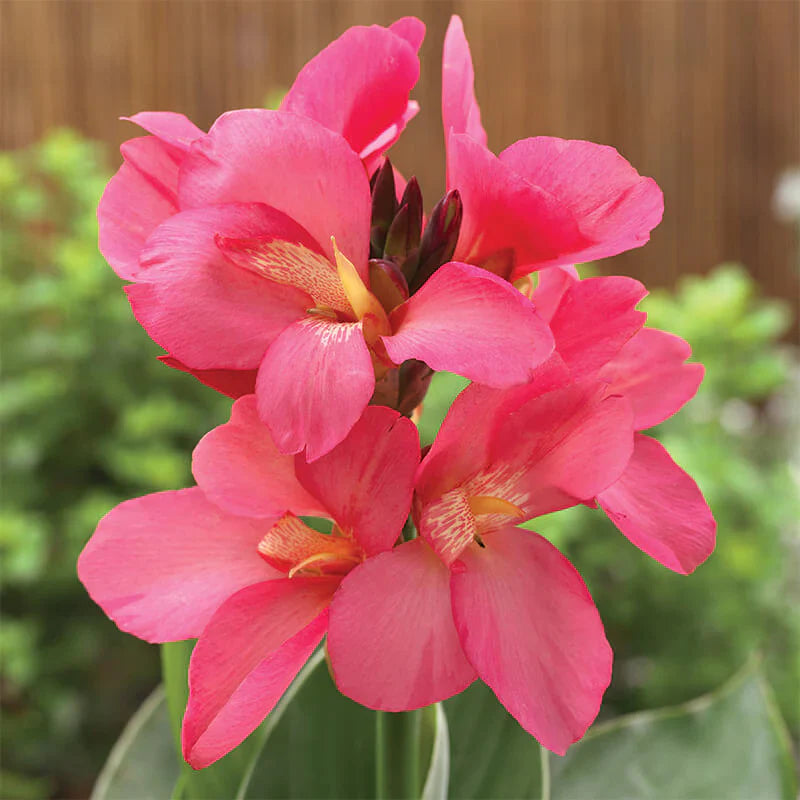 canna lily flower bulbs Canna Lily Pink Color Flower Bulb – Plantohobby