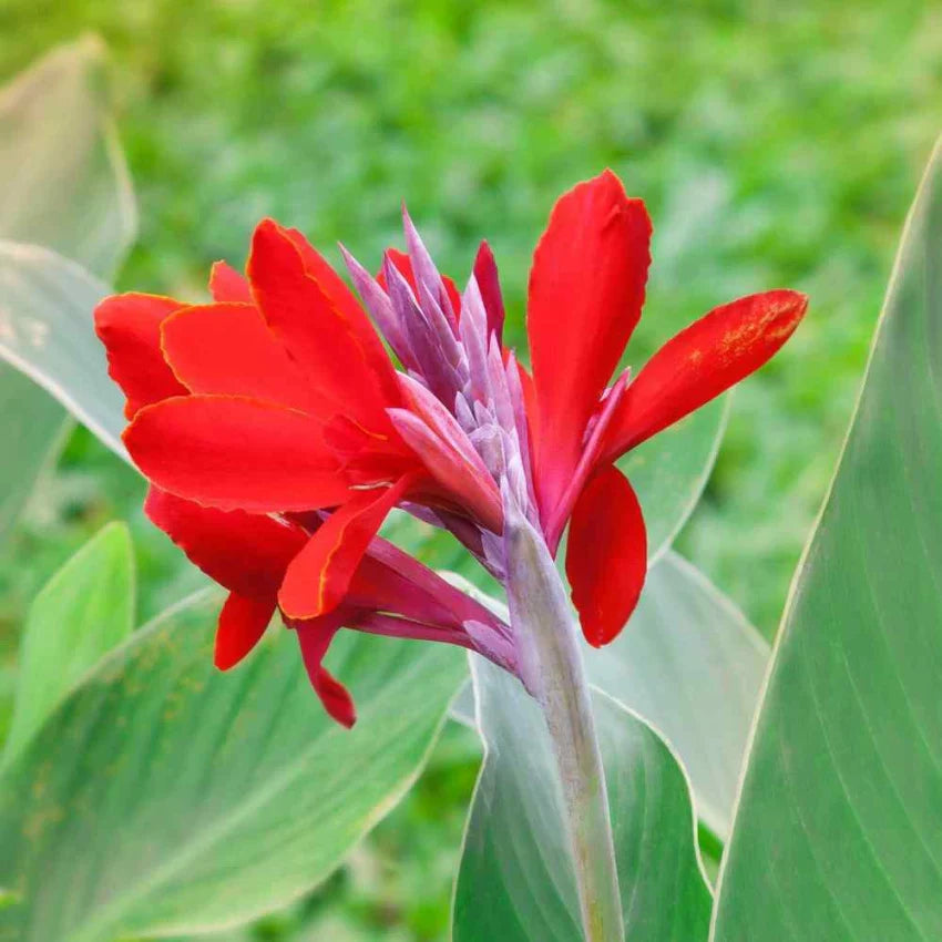 canna lily flower bulbs Canna Lily Red Color Flower Bulb – Plantohobby