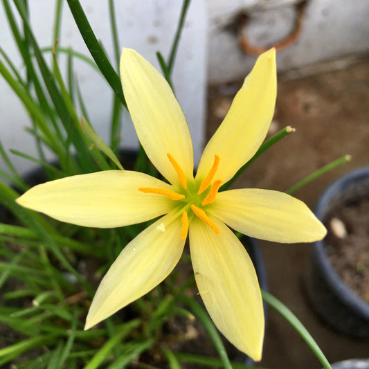 Lemon Rain Lily Zephyranthes Lemon Color Flower Bulbs