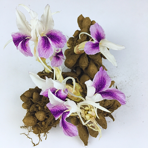 Kaempheria Any Color Flower Bulb