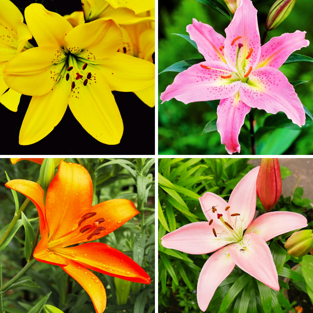 asiatic lily bulb Asiatic Lily Lilium Flower Bulb (Any Color)