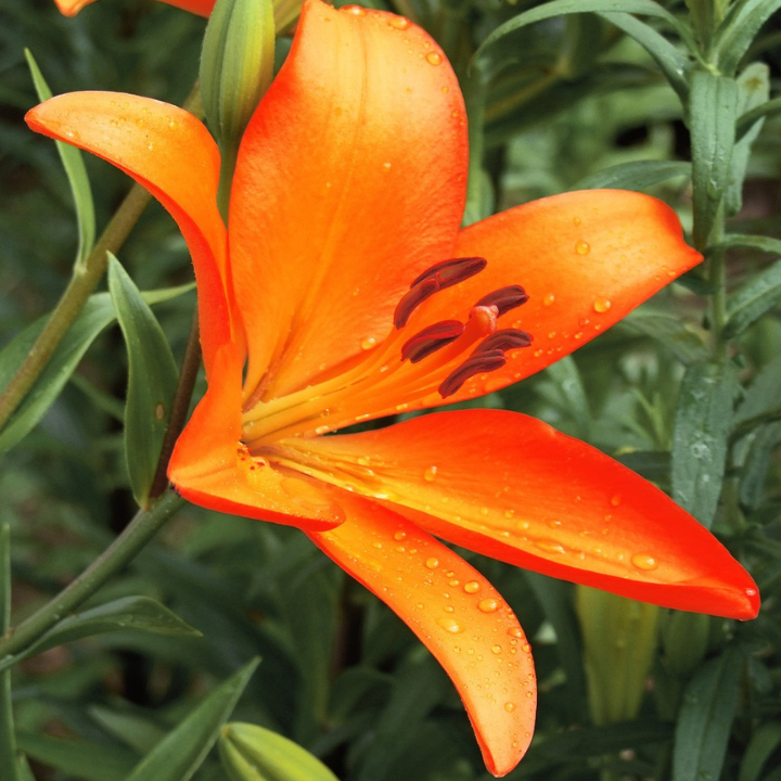 orange asiatic lily bulbs Asiatic Lily Lilium Bulbs Orange Color