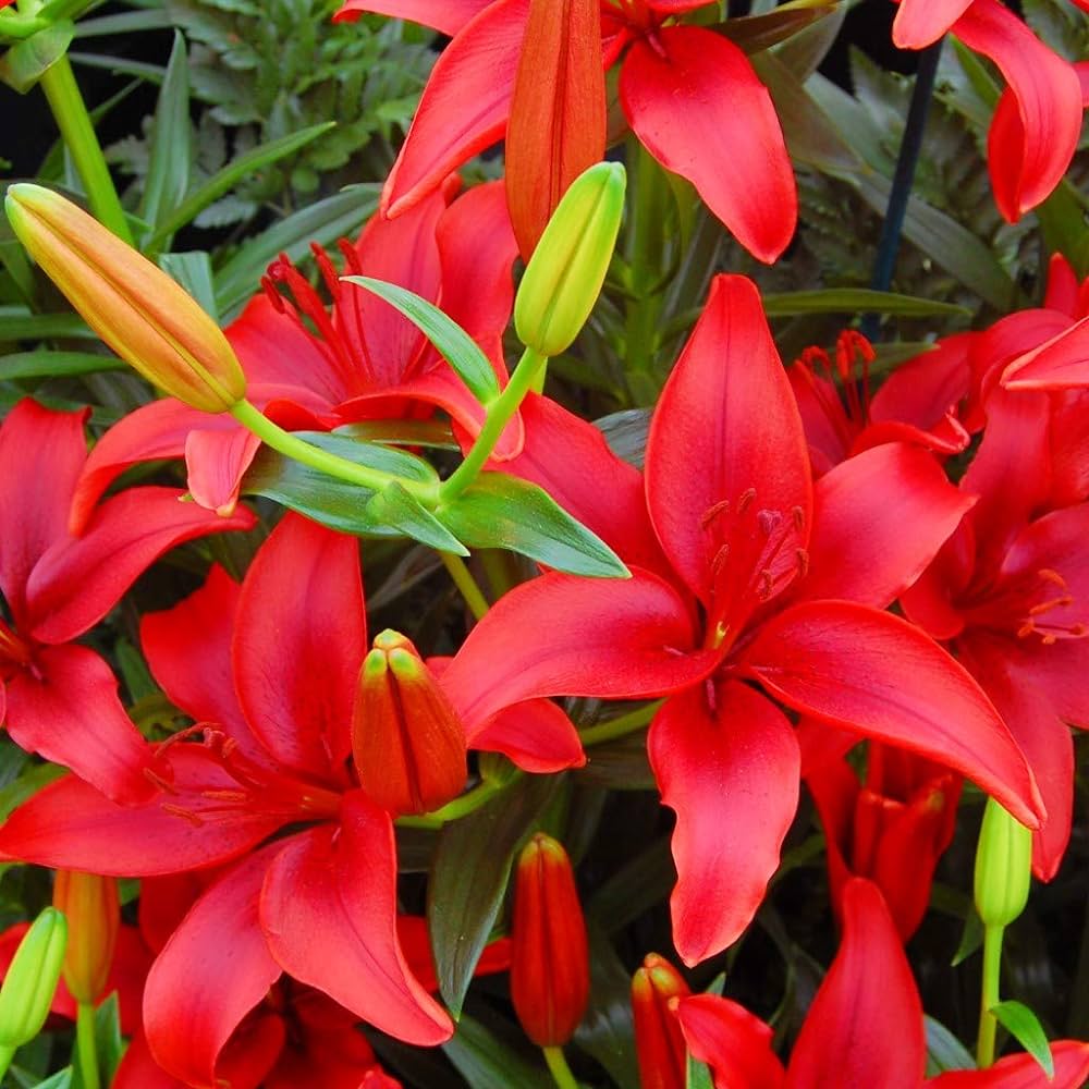 red lily flower bulbs Asiatic Lily Lilium Bulbs Red Color