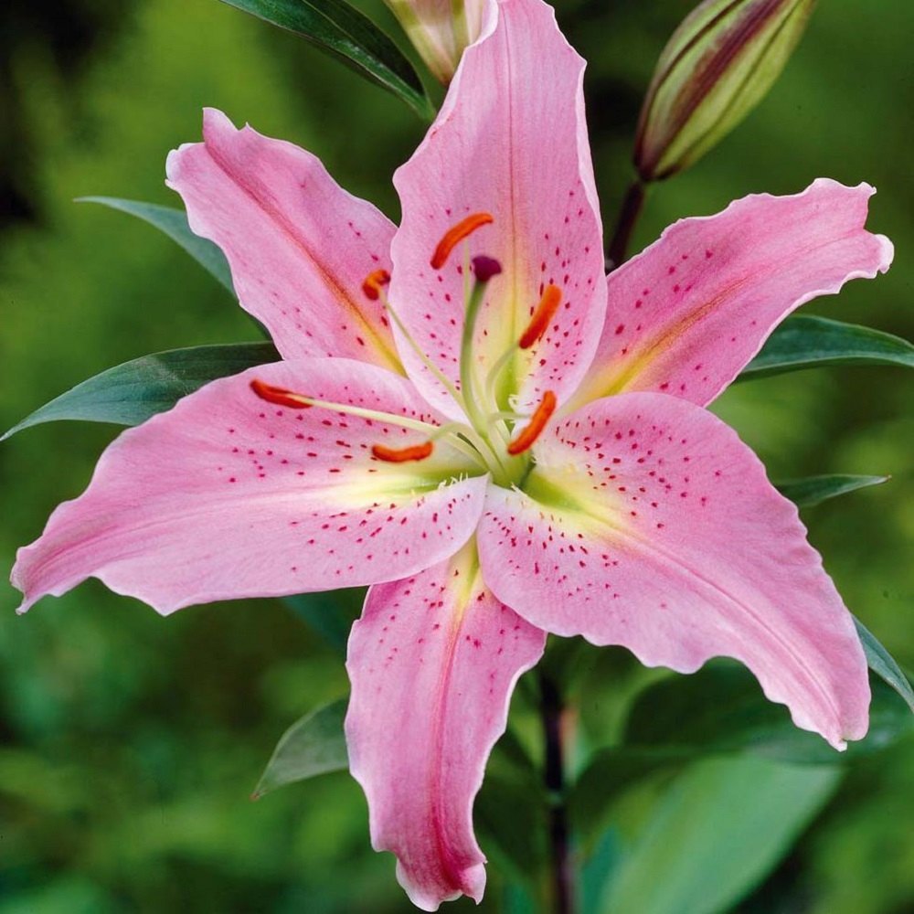 asiatic lily pink Asiatic Lily Lilium Bulbs Pink Color