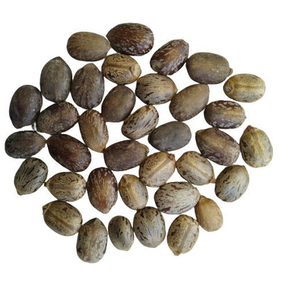 Castor Arand Plant Seeds