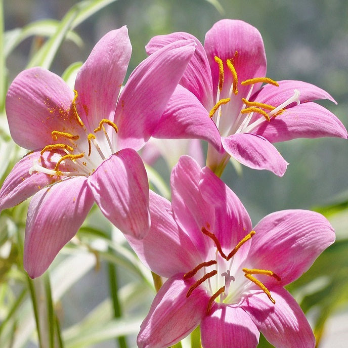 Pink Rain Lily (Set of 10 Bulbs) Zephyranthes Flower Bulbs
