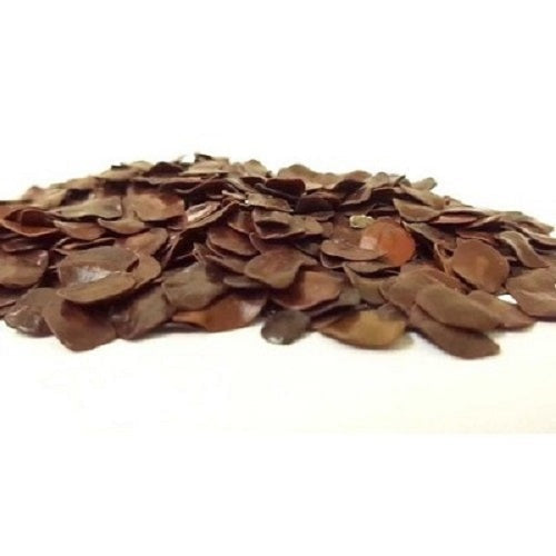 Amaltas Cassia Fistula Yellow Flower | Plant Seeds
