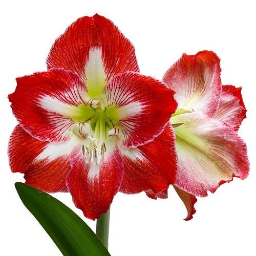 Amaryllis Lily Any Color Flower Bulb