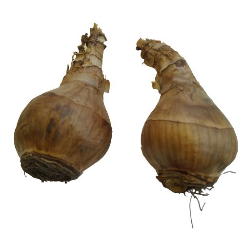 Nargis Daffodil Any Color Flower Bulb