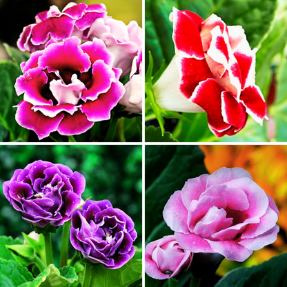 Gloxinia Tuberous Any Color Flower Bulbs