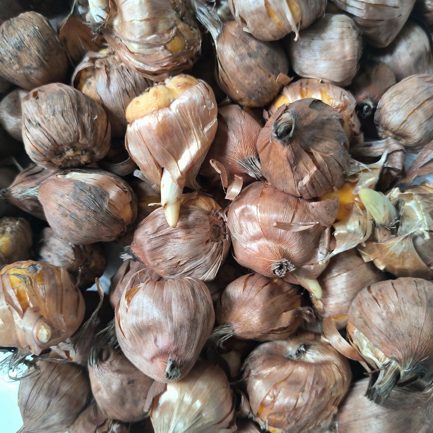 Gladiolus Mon Amour Color Flower Bulb