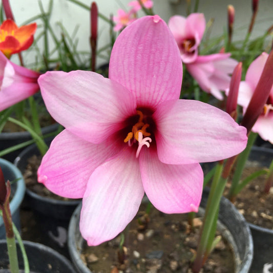 Jumbo Zephyranthes Rain Lily Flower Bulb