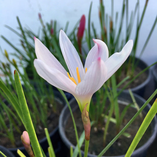 Light Pink Rain Lily Zephyranthes Flower Bulbs