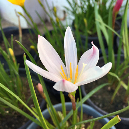 Light Pink Rain Lily Zephyranthes Flower Bulbs