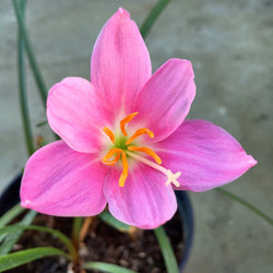 Pink Rain Lily Zephyranthes Flower Bulbs