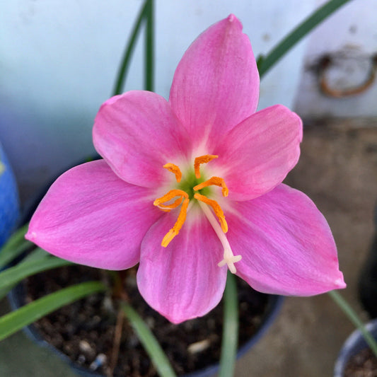 Pink Rain Lily Zephyranthes Flower Bulbs