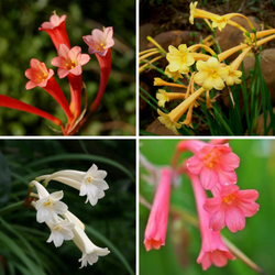 Ifafa Lily Mix Color Flower Bulbs