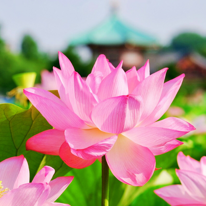 Lotus Pink Flower Seeds | Water Lily (Set of 5 Seeds)