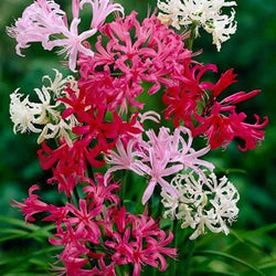 Nerine Lily Any Color Flower Bulb