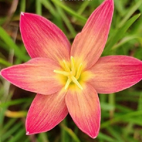 Chinda Zephyranthes Rain Lily Flower Bulb