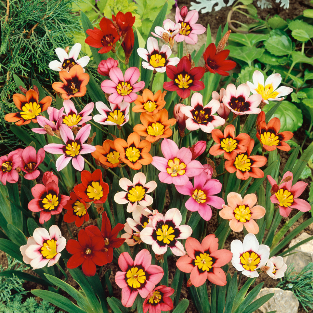 Sparaxis Flower Bulb Any Colour