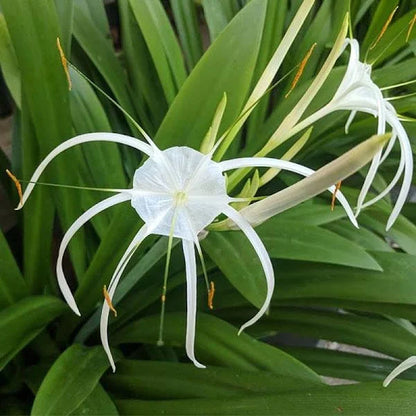 spider lily colors Spider Lily Any Color Flower Bulb – Plantohobby
