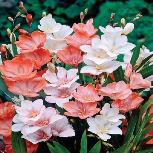 Tritonia Any Color Flower Bulbs