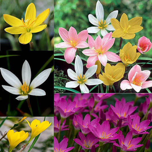 Rain Lily Bulb Zephyranthes Mix Color Flower Bulbs (Pack of 25 Bulbs)