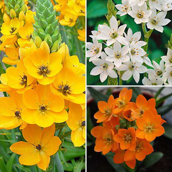 Ornithogalum Chincherinchee Any Color Flower Bulbs