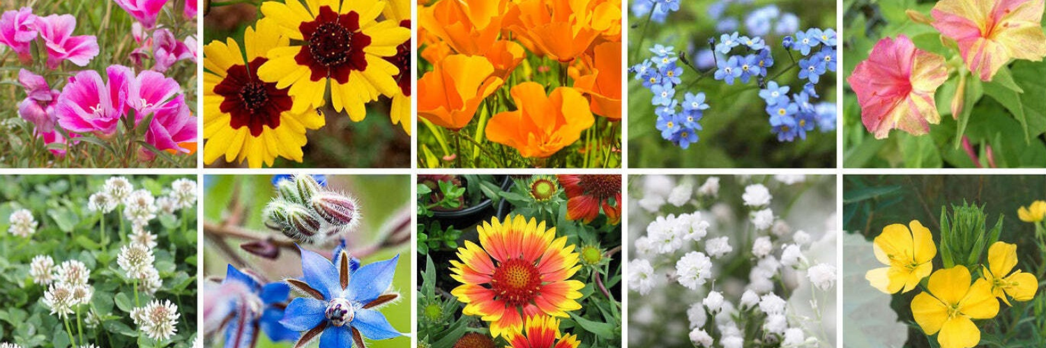 Plantohobby Online Garden Store Buy Flower Seeds, Vegetable & Herb
