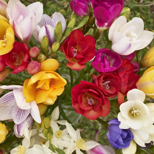 Freesia Any Color Flower Bulbs